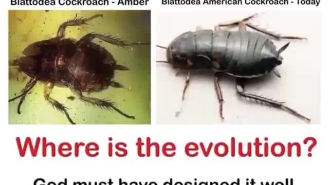 Where is the Evolution - Millions & Millions of Lies ago man kind new the Truth - God's Word