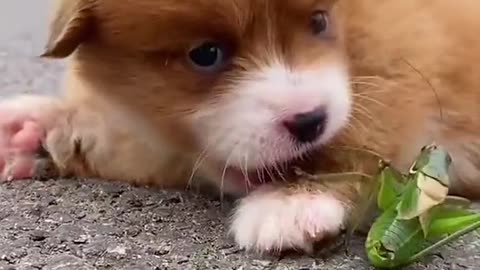 A dog's daily routine