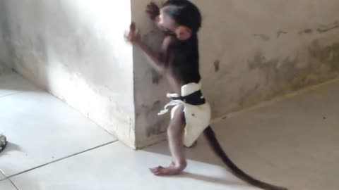 Baby Monkeys Eating the Wall