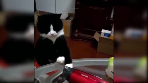 AWW SO CUTE! Best Funny Videos Of Cats - New Funny Animals - Animal Funny Video Compilation #11