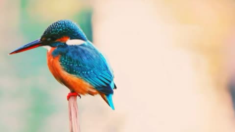 Fishing bird
