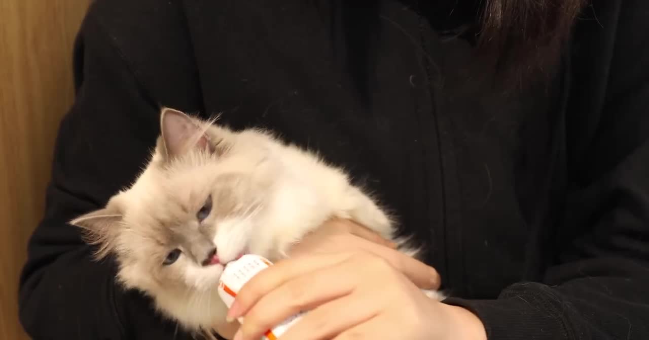 I got the cat which is very cute.
