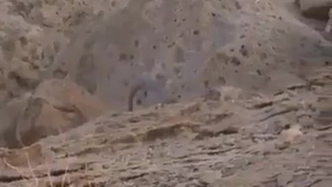 Markhor Wow what a great entry