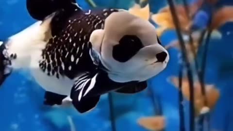 Fish with a panda head