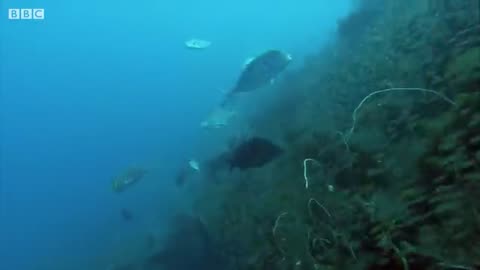 ONE HOUR Of Amazing Ocean Moments