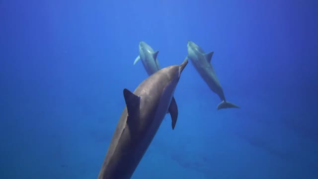 Dolphins Swimming https://www.youtube.com/watch?v=wVOCngEzIrY