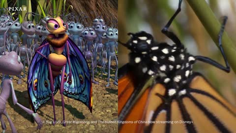 A Bug's Life Real Life Side-by-Side Pixar
