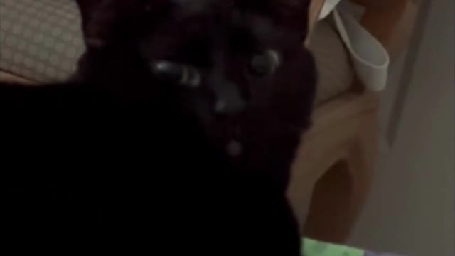 Adopting a Cat from a Shelter Vlog - Cute Precious Piper Has a Darling Face #shorts