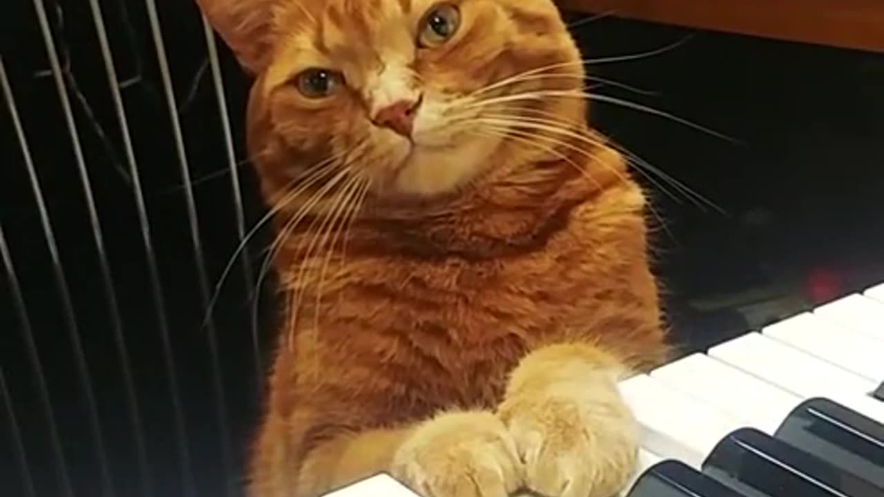 Cat Pianist