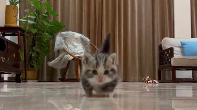 Two little short legs,how can not like it