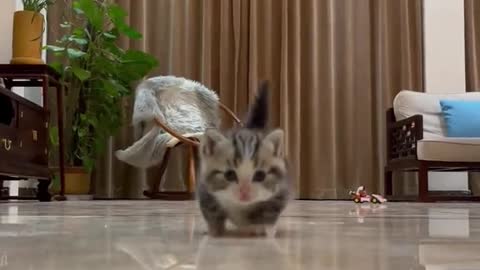 Two little short legs,how can not like it