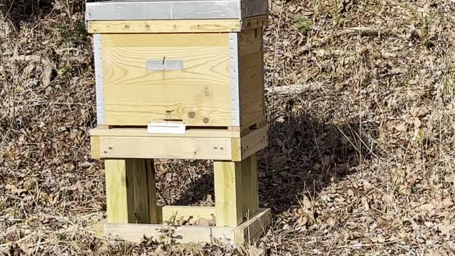 Honeybees All Tucked In. Arthur Lost His Girl!
