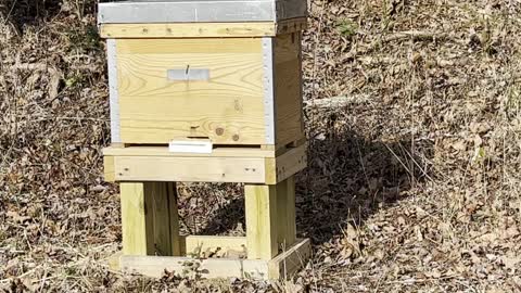 Honeybees All Tucked In. Arthur Lost His Girl!