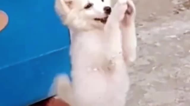 Dog Dance