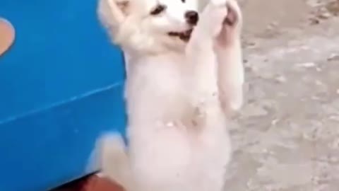 Dog Dance