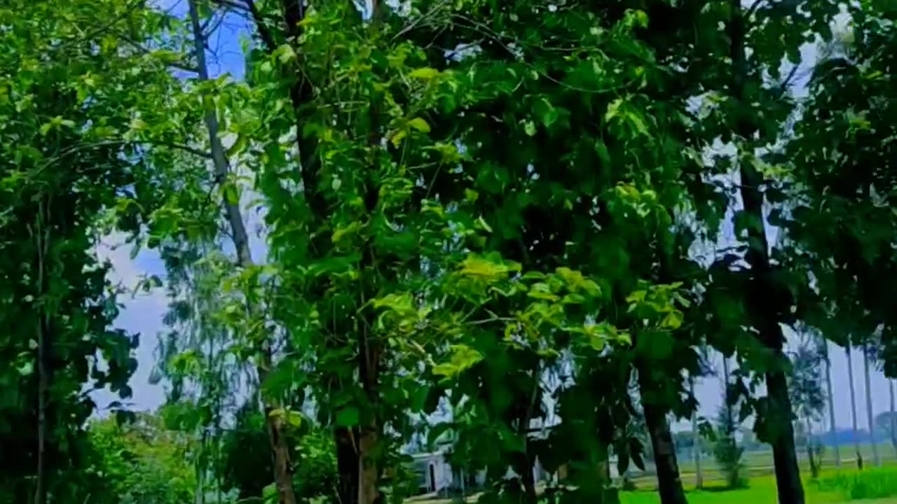 Village life is better than city life