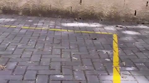 Little Bird Face Plants Into Wall