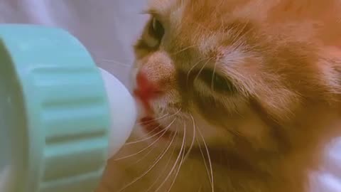 Feeding young kitty...he so curious and hungry...☺