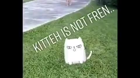 Funniest Animals of All Time