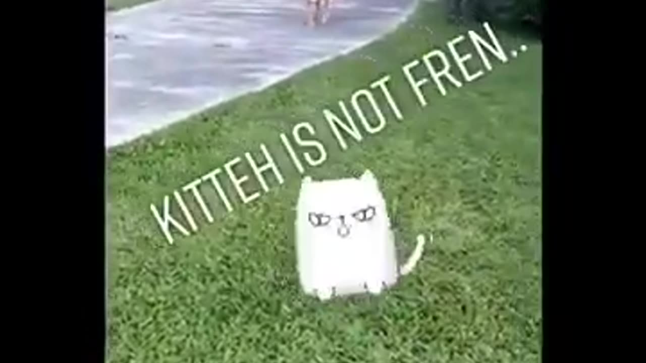 Funniest Animals of All Time