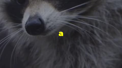 Racoon in the Yard