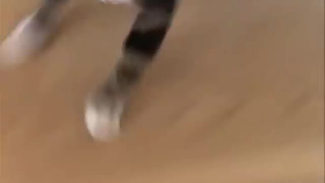 Funny cat videos πππ±π±cat videos funny