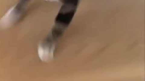 Funny cat videos 😂😂🐱🐱cat videos funny