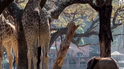 The little animal giraffe
