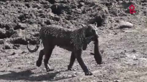 Jaguar pays a high price when hunting catfish in the shallow lake.