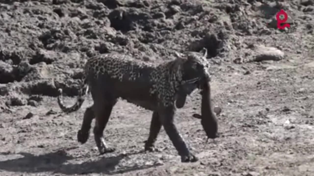 Jaguar pays a high price when hunting catfish in the shallow lake.