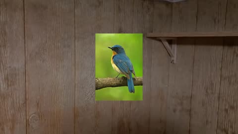 A Little Birdie Told Me... (Comedy Skit)