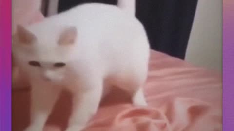 The Best🤓 Cut & Crazy 🤔 Funny animal #Video