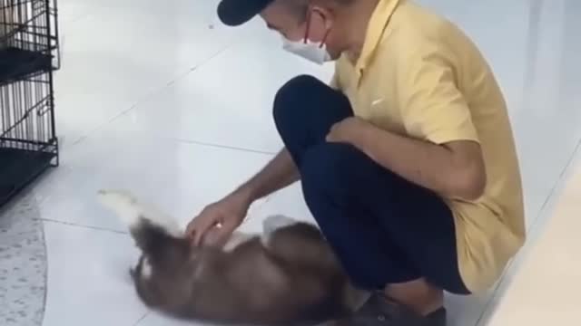 funny animals #11