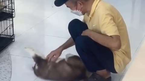 funny animals #11