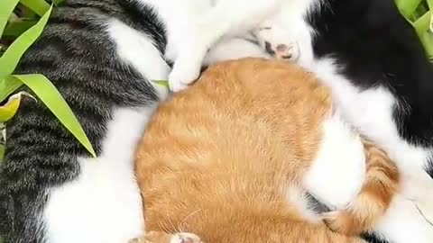 It seems a cat has disturbed someone's dreams😂😂😂