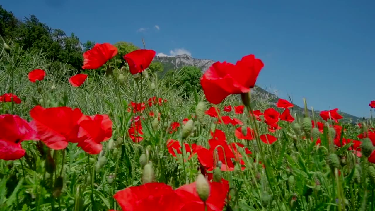 Flower,nature, amazing , beautiful