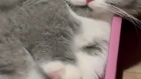 🐾😂 "Funny Animals Loving" - Heartwarming Moments in #Shorts Delight! 💕📹