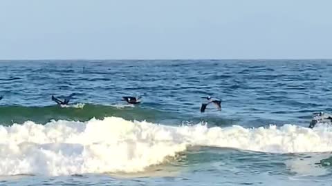Daily dose of Vitamin Sea 💙💦🐦