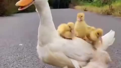 The bully in the village