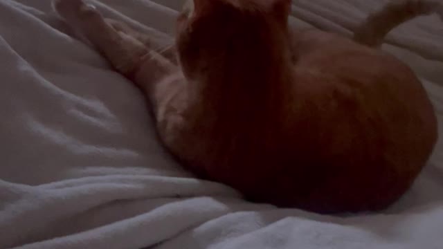 To Fight or not to Fight #3 - Cute Cats Fighting