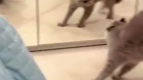 Funny animals fighting with mirror | cute animals 2023