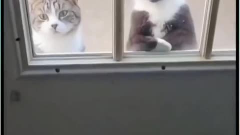 Cat, romance and frends wating road