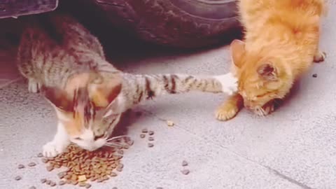 funny cat