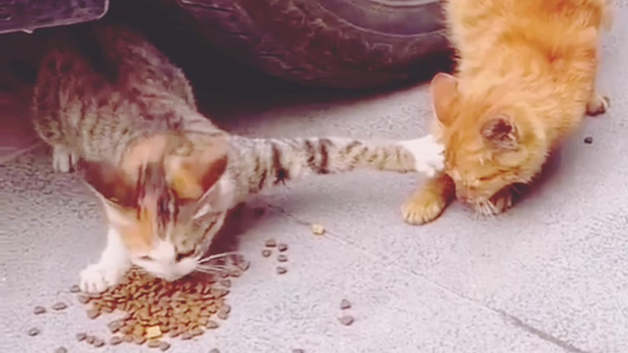 funny cat