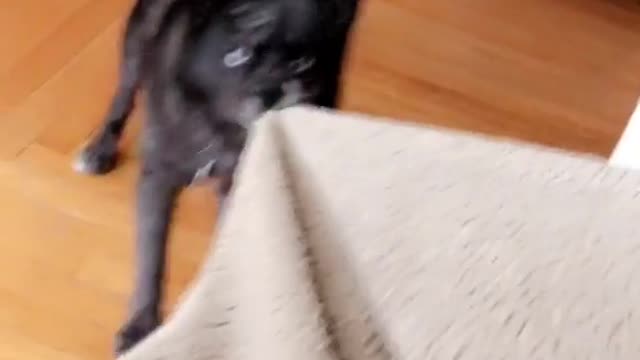 Blanket robbery Ft. Dog
