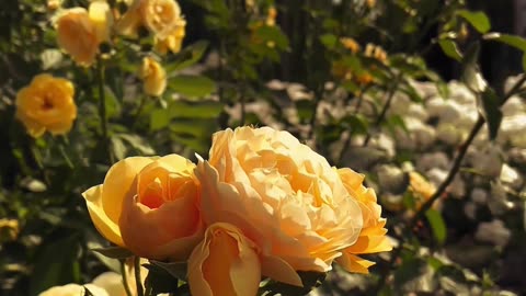 Which Flower is this