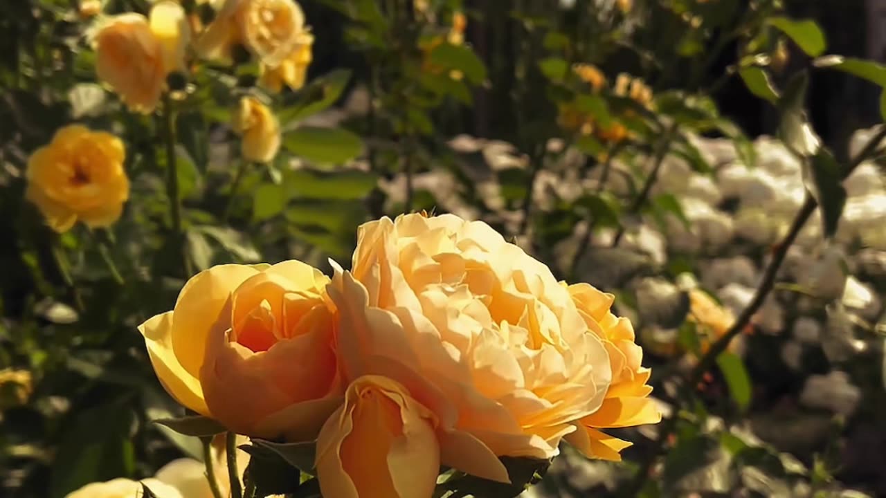 Which Flower is this