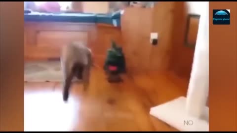 Funny Animals Video Cute Dogs And Sweet Cats Funny Movements