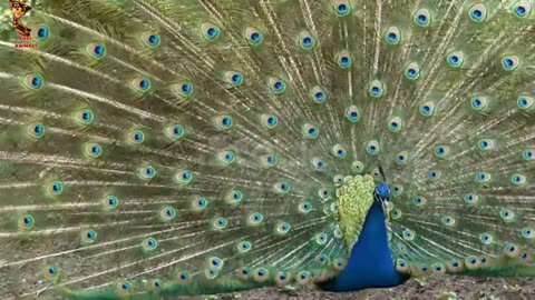 Funniest animals