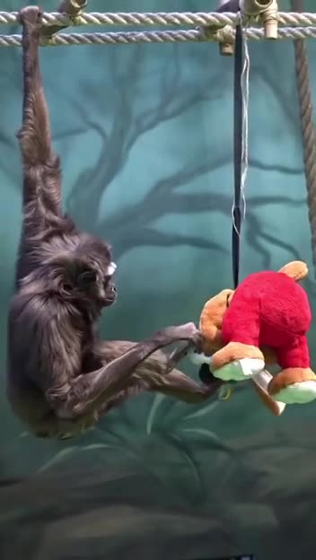 You maybe weird looking. I save you because you are my new friend